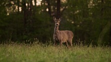 Ohryz ovocných stromov - jelene a slivky | Sobota s Jánom Škorňom