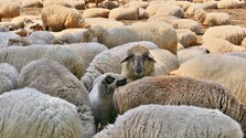 Slovensko bolo jednou z posledných krajín bez nákazy, to je už minulosť. Ovciam s katarálnou horúčkou sa zafarbujú jazyky
