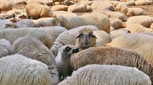 Slovensko bolo jednou z posledných krajín bez nákazy, to je už minulosť. Ovciam s katarálnou horúčkou sa zafarbujú jazyky