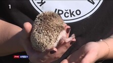 Správy (02. 10. 2026)