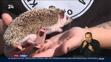 Správy "N" (02. 10. 2026)