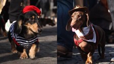 VIDEO: Jazvečíky v baretoch či kostýmoch kovbojov zaplnili Paríž. Predviedli sa na tradičnej Sausage Walk