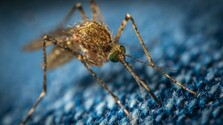 Aplikácia MosquiTUNE: Maďarskí vedci našli spôsob, ako rozoznať nebezpečné komáre podľa zvuku krídel