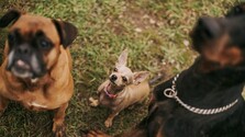 Čivava žije dlhšie ako nemecká doga: Vedci zisťujú spojitosť medzi veľkosťou psa a jeho dlhovekosťou