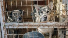 Niektoré psy čakajú v útulkoch na nový domov celé roky. Najťažšie si rodinu hľadajú staršie a veľké zvieratá