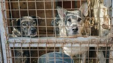 Niektoré psy čakajú v útulkoch na nový domov celé roky. Najťažšie si rodinu hľadajú staršie a veľké zvieratá