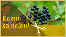 KomuSaNeleni_261010.png