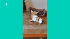 Neposlušní (24. 10. 2026)