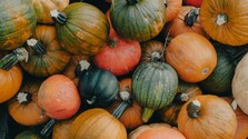 Od jesenných dekorácií až po olej: Pestovatelia tekvíc na Slovensku rozširujú výrobu, úrodu však trápi sucho