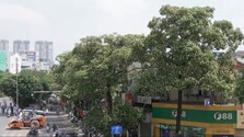 V metropole Vietnamu riešia nezvyčajný problém: Kvety ikonických stromov spôsobujú ľuďom bolesti hlavy