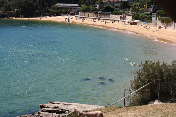 Camp Cove_4 ponoreni potapaci.JPG