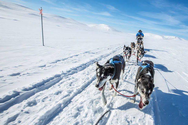 polar - zaprahy.jpg