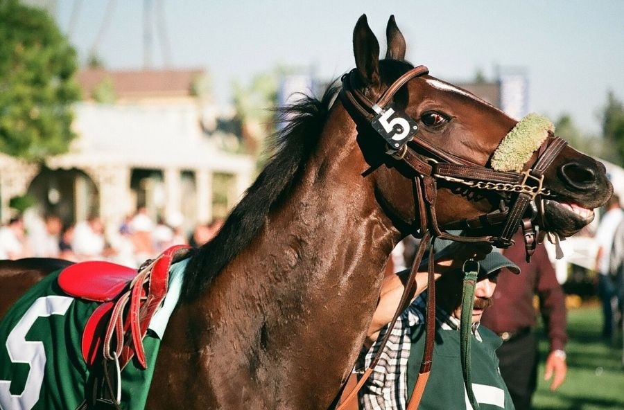 thoroughbred-72325_1280.jpg