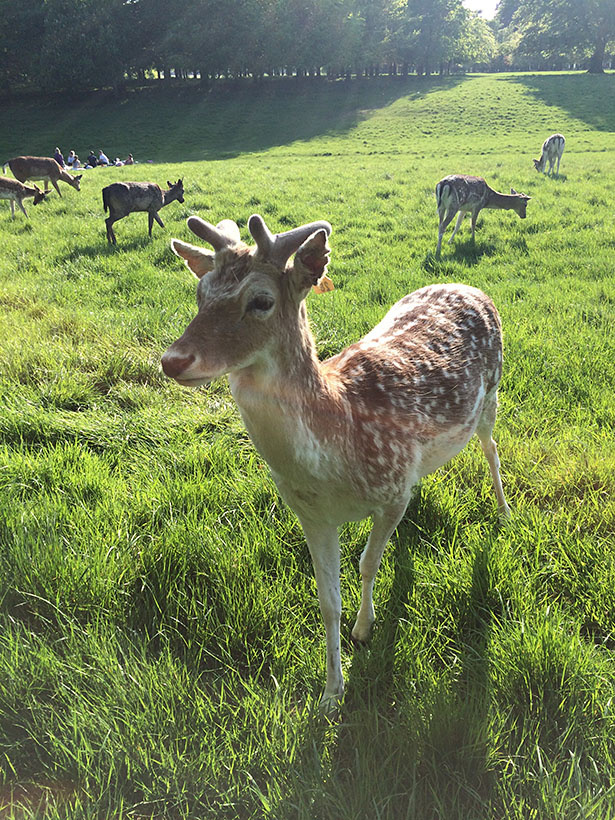 Phoenix Park 02.JPG