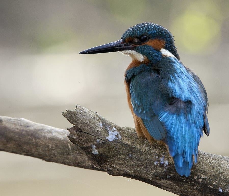 Mladata_LIETAJUCE_DRAHOKAMY_foto Zdeno Vlach_s.jpg