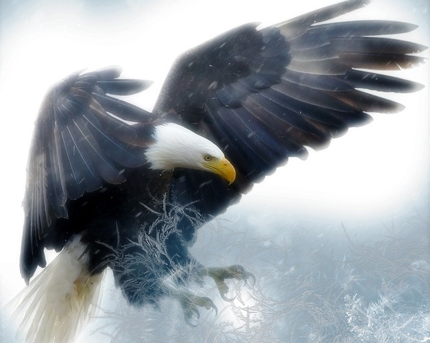 eagle.jpg