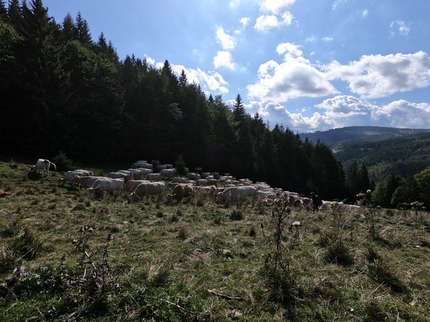 smer telgárt.JPG
