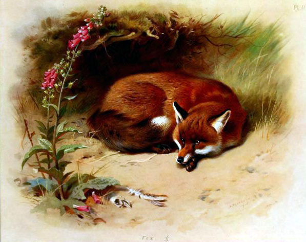 Archibald Thorburn antique-illustration-of-british-fox.jpg