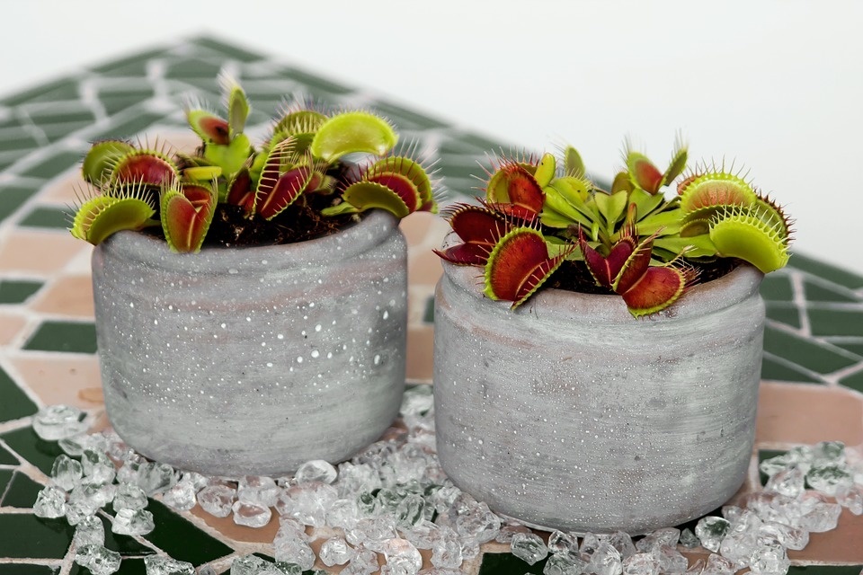 venus-flytrap-595235_960_720.jpg