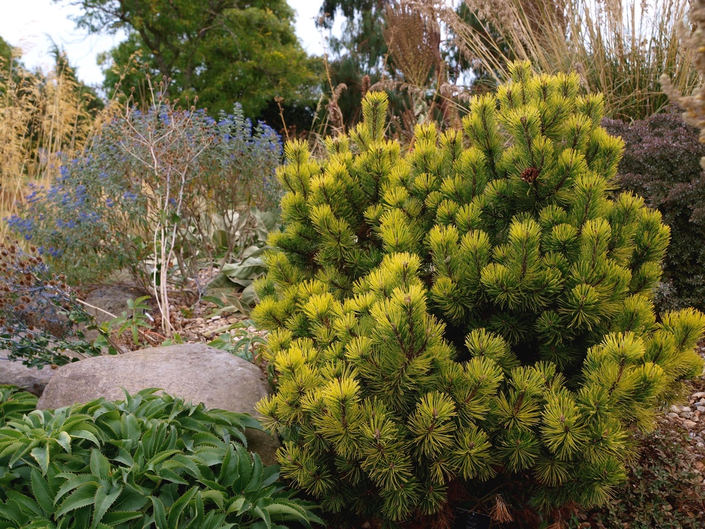 borovia - Pinus mugo 'Ophir'.jpg