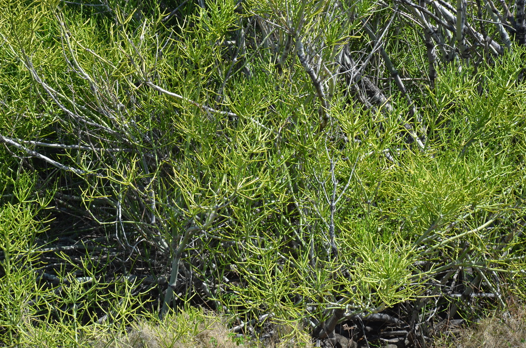 Euphorbia tirucalli.JPG