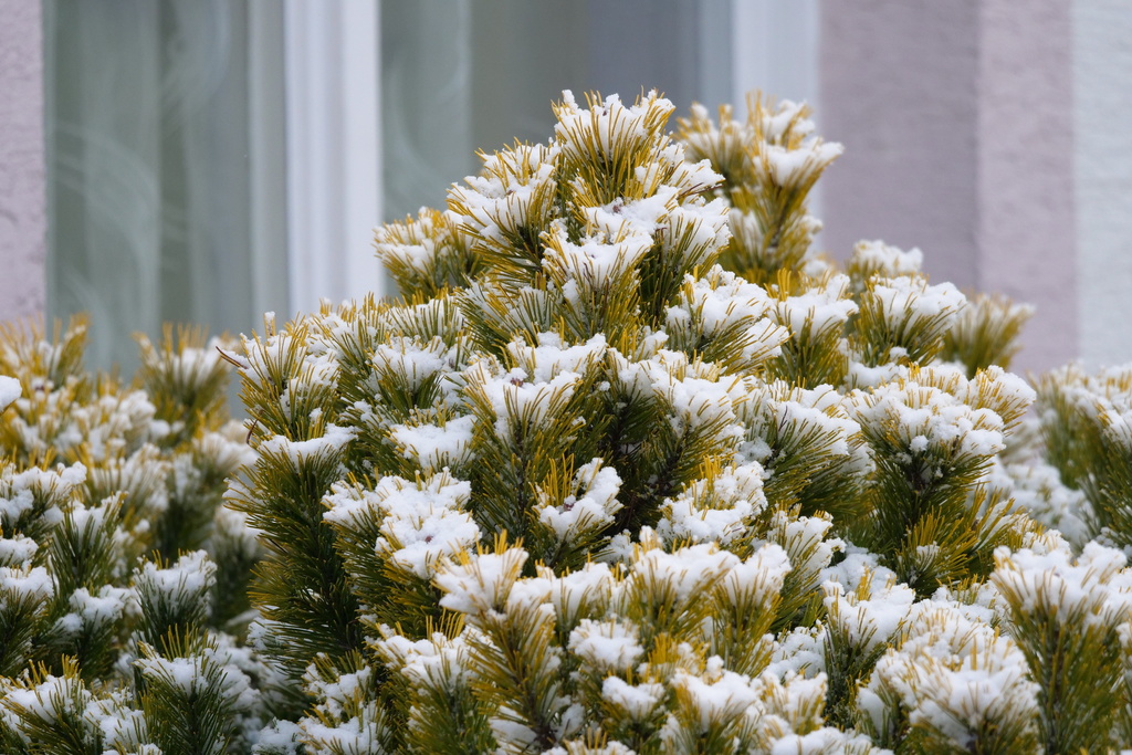 borovica Pinus mugo 'Zundert'.JPG