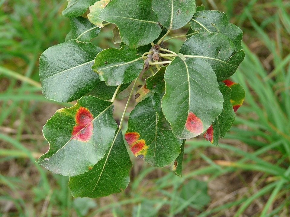birnbaum-leaves-59904_960_720.jpg