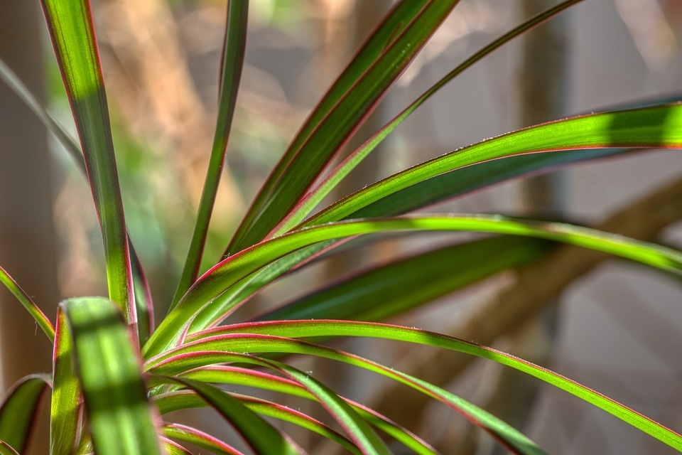 houseplant-4832361_960_720gg.jpg