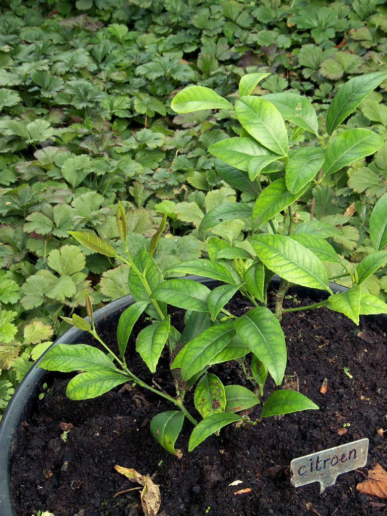 Citrus_limon_chlorosis.jpg