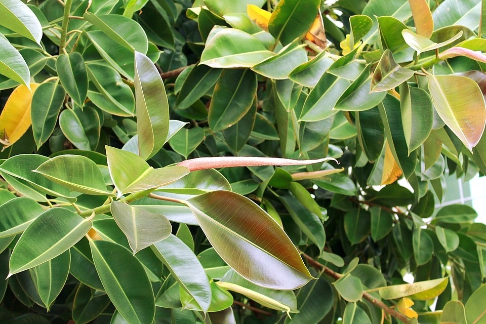 pipal-2360560_960_720.jpg