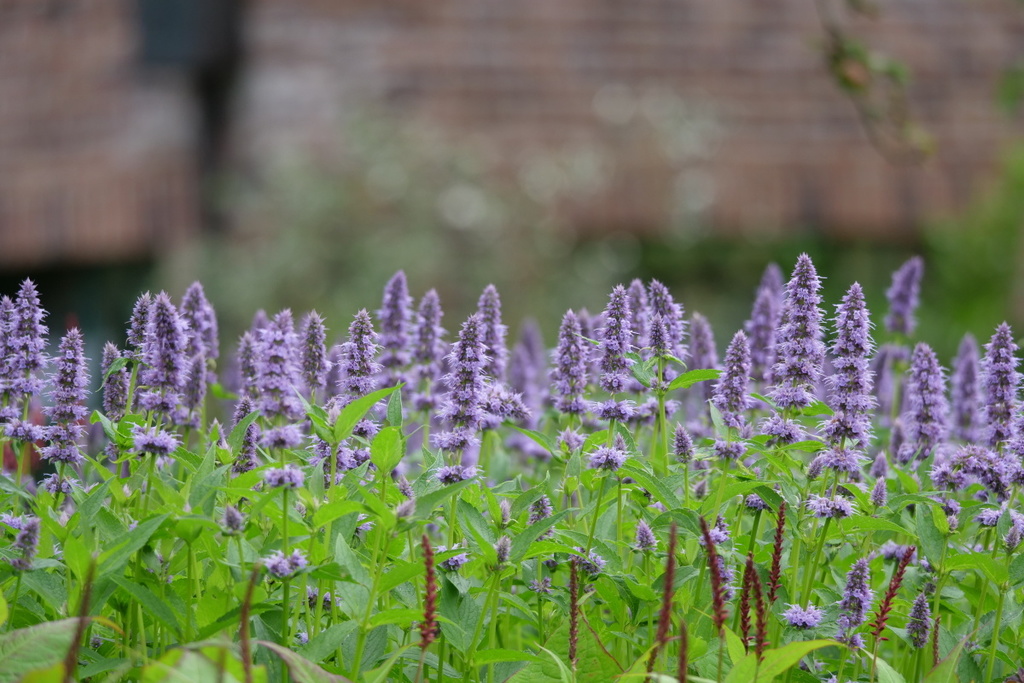 Agastache.JPG
