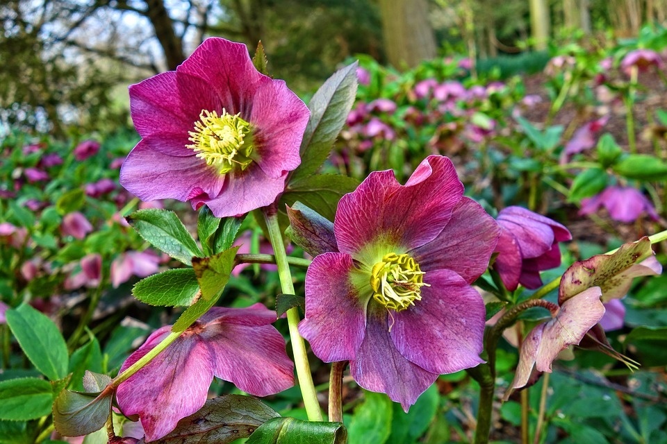 hellebore-3301669_960_720.jpg