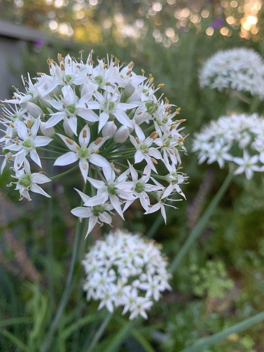 garlic-chive-flowers-4992967_960_720.jpg