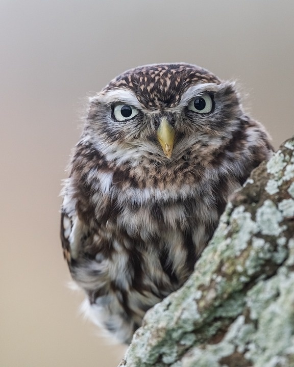 owl-4964355_960_720.jpg