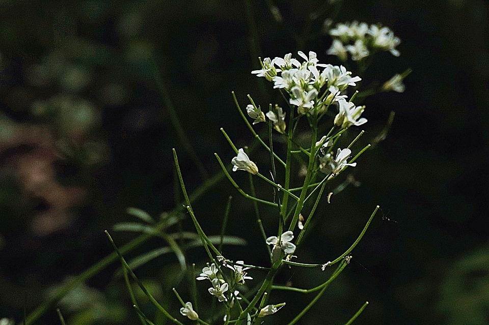 horseradish-flower-5108912_960_720.jpg