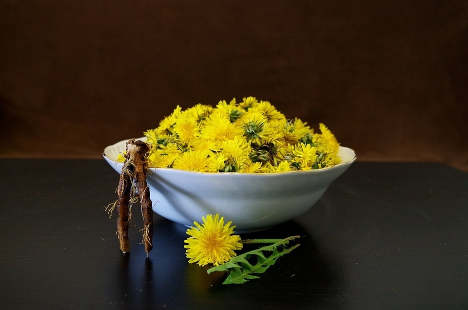 dandelion-1311725_960_720.jpg