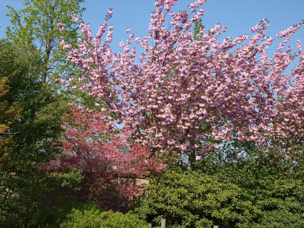 09 Sakura 'Kanzan' .jpg