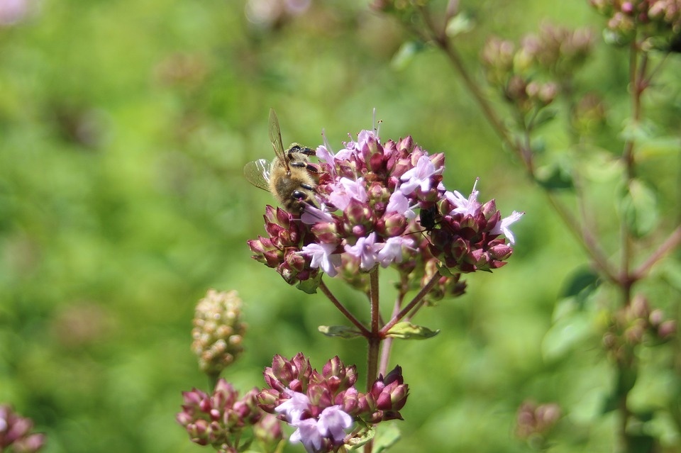 bee-4634534_960_720.jpg