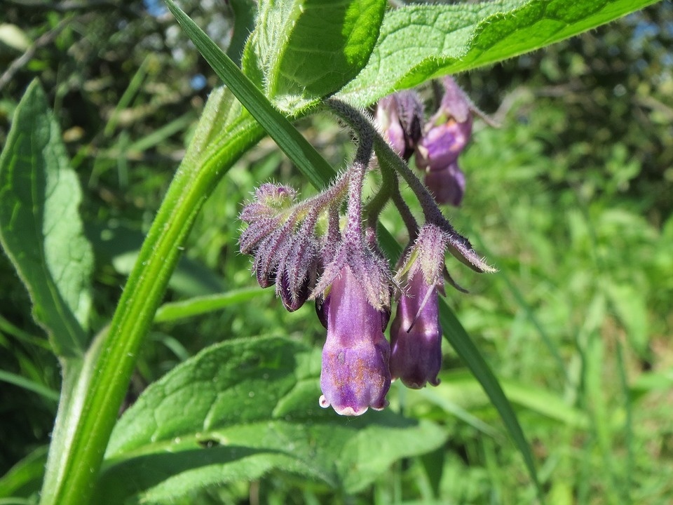 symphytum-officinale-848769_960_720.jpg