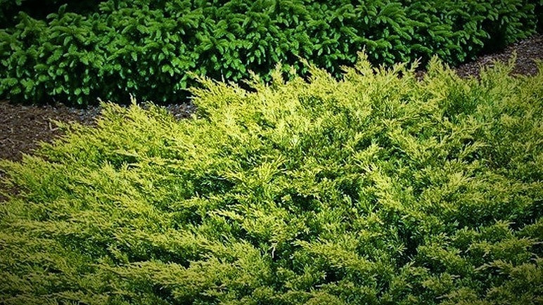 juniperus.jpg