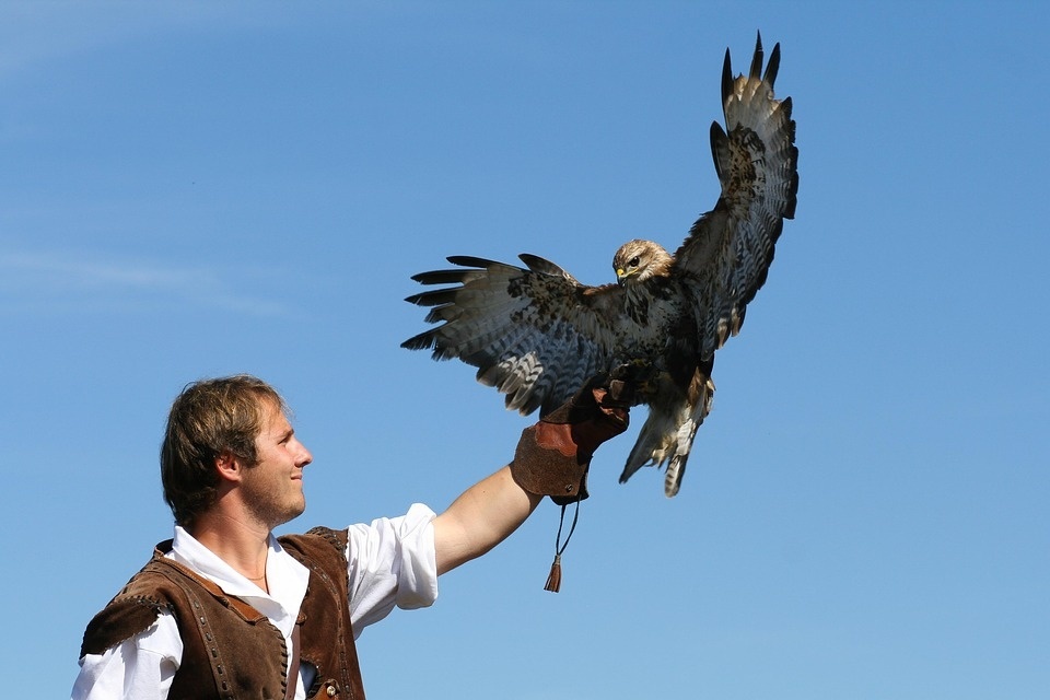 falconer-1449701_960_720.jpg