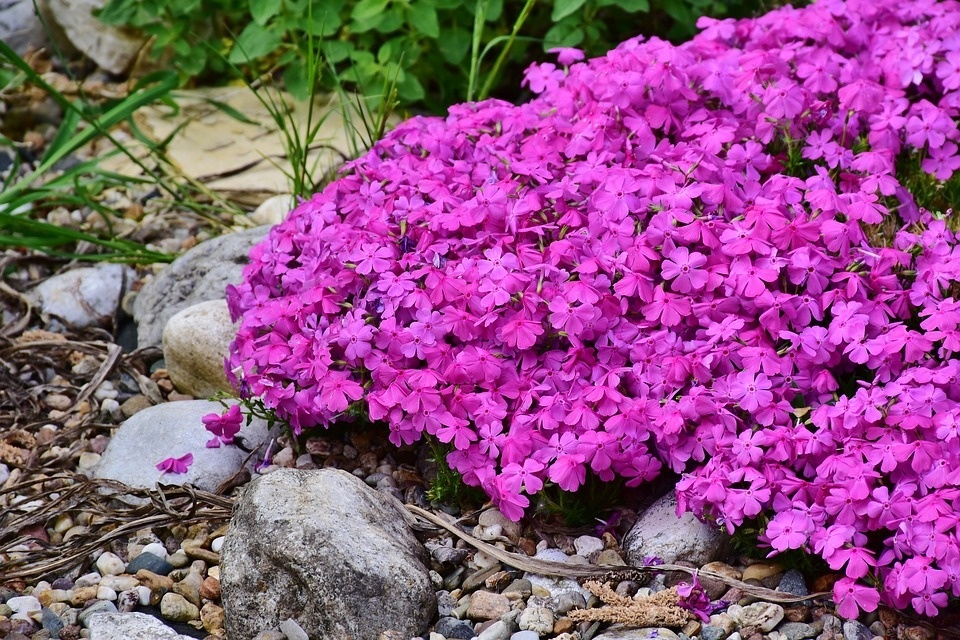 phlox-3398370_960_720.jpg