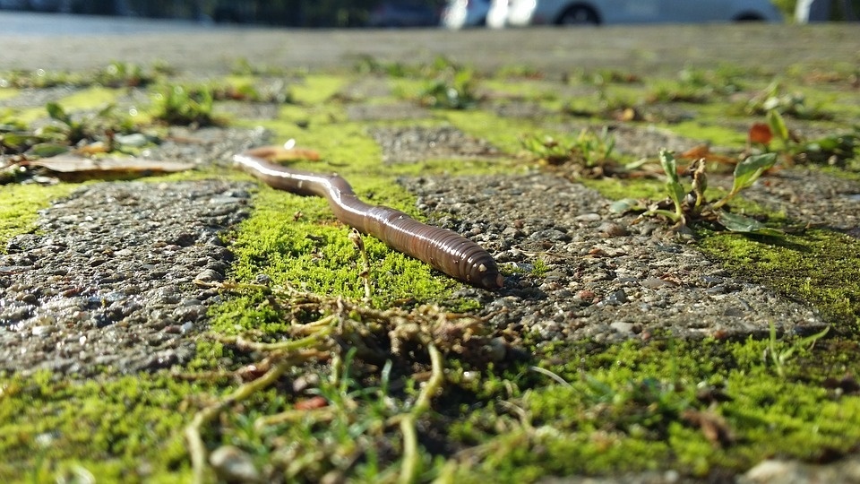 earthworms-2773457_960_720.jpg