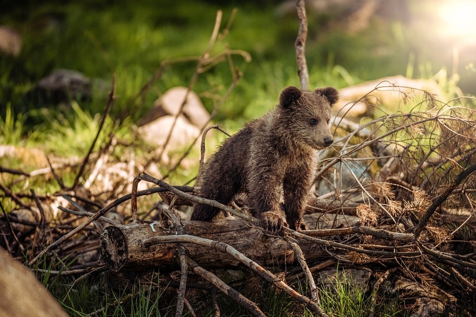 bear-3389980_960_720_PIXABAY_thepoorphotographer.jpg