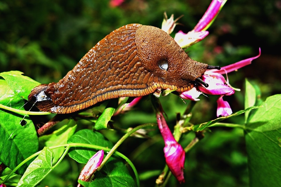slug-1613178_960_720.jpg