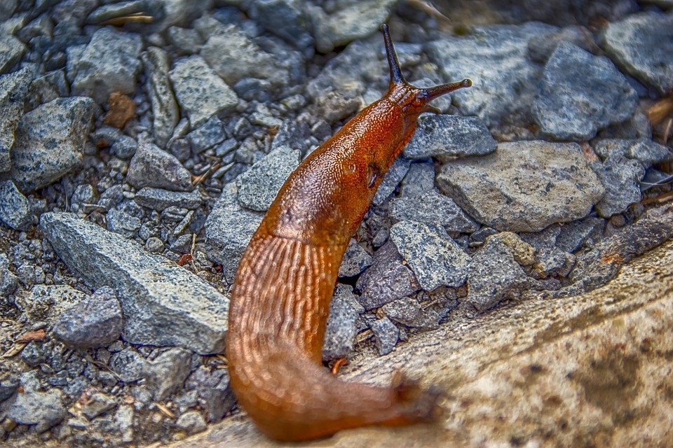 snail-3633579_960_720.jpg