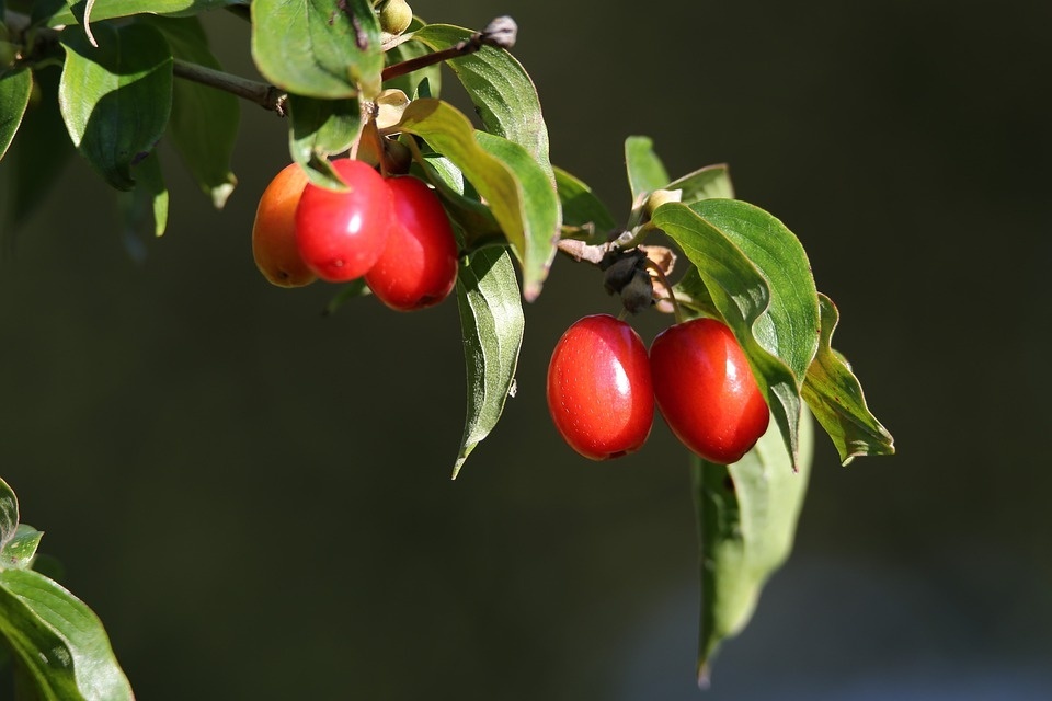 red-berries-5445662_960_720.jpg