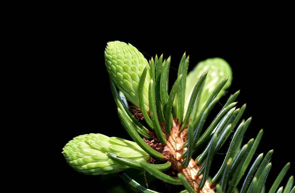pine-branch-3382894_960_720.jpg