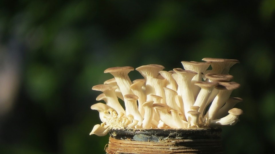 oyster-mushroom-bottle-2641554_960_720.jpg