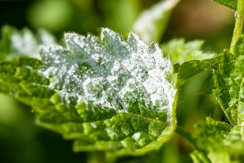mildew-5251894_960_720.jpg